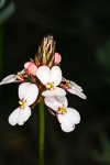 Stylidium junceum