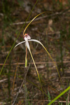 Caladenia longicauda subsp. calcigena