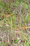 Leptoceras menziesii
