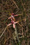 Caladenia arenicola