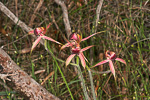 Caladenia arenicola