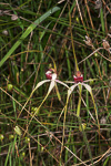 Caladenia arenicola x caladenia longicauda