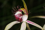 Caladenia arenicola x caladenia longicauda