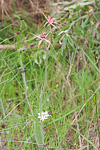 Caladenia arenicola