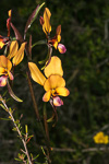 Diuris magnifica