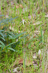 Caladenia longicauda subsp. calcigena