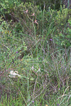 Caladenia arenicola