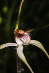 Caladenia longicauda subsp. calcigena
