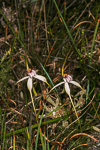 Caladenia longicauda subsp. calcigena