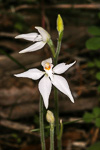 Caladenia latifolia