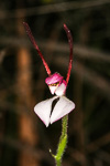 Leptoceras menziesii