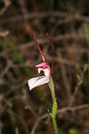 Leptoceras menziesii
