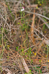 Leptoceras menziesii