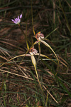 Caladenia arenicola x caladenia longicauda
