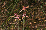 Caladenia arenicola