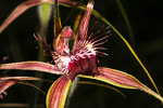 Caladenia arenicola
