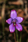 Elythranthera brunonis