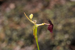 Drakaea glyptodon