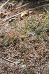 Drakaea glyptodon