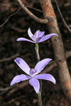 Cyanicula sericea