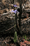 Cyanicula sericea