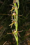 Lyperanthus serratus