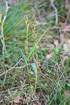 Lyperanthus serratus