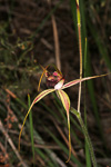 Caladenia paludosa