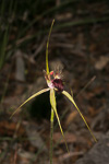 Caladenia huegelii