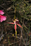 Caladenia huegelii