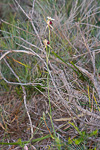 Caladenia huegelii
