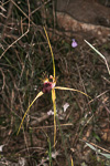 Caladenia huegelii