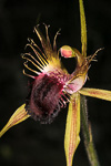 Caladenia huegelii