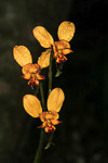Diuris tinctoria