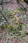 Diuris tinctoria
