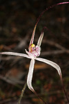 Caladenia vulgata