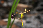 Drakaea micrantha