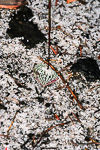 Drakaea micrantha