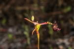 Drakaea livida