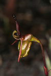 Paracaleana hortiorum