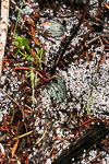 Drakaea livida