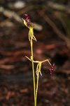 Drakaea micrantha
