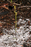 Drakaea micrantha