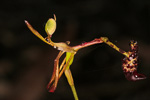Drakaea livida