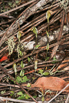 Pterostylis aff. crispula