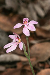 Caladenia nana subsp. unita