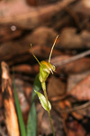 Pterostylis crispula