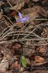 Cyanicula sericea