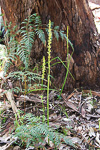 Prasophyllum regium