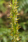 Prasophyllum regium